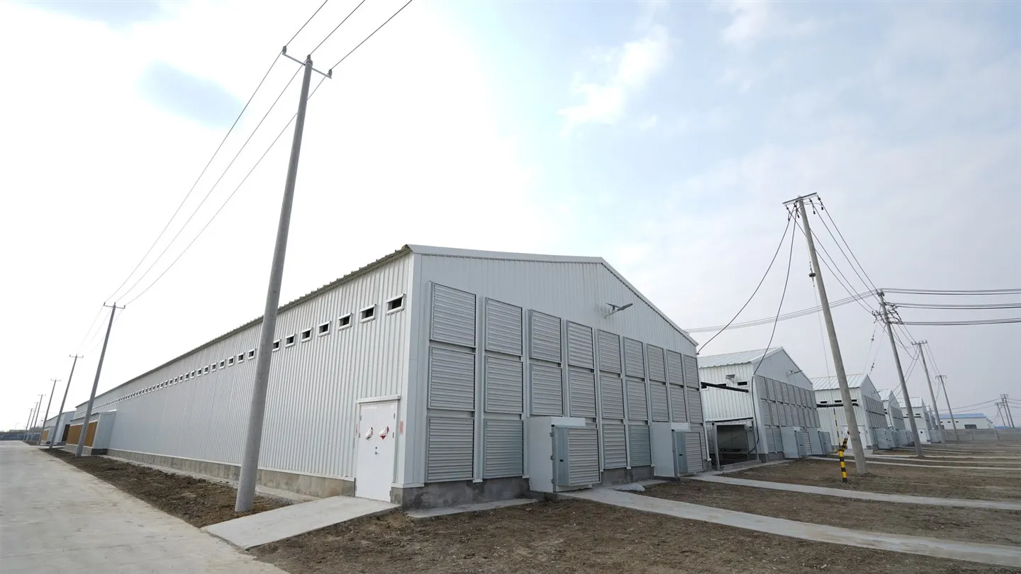 H Typ 4 poschodová kuracia klietka Automatické batériové klietky pre hydinu Vybavenie pre hydinu